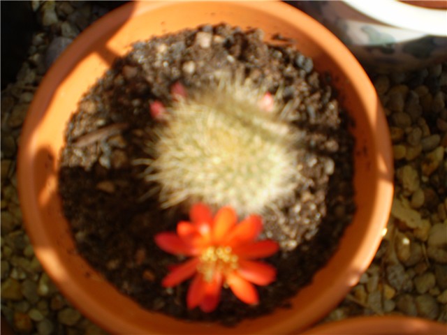 kaktutus